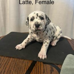 Black White Female - White and black female Dalmatian puppy in Fayette, Missouri from Lazy B Bassets and Dalmatians