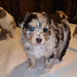 Harlow - Blue merle female Australian Shepherd puppy in Harrodsburg, Kentucky from Triple M Aussies