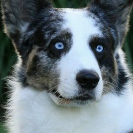 Cardigan Welsh Corgis from ShelShire Cardigans