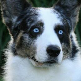 Cardigan Welsh Corgis from ShelShire Cardigans