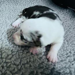 KC - Blue merle and white female Cardigan Welsh Corgi puppy in Kerens, West Virginia from Leather & Lace