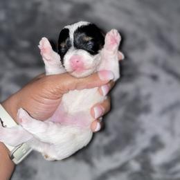 Girl 3 - Parti female Yorkshire Terrier puppy in Richland County, South Carolina from Nesha's Pawrific Tails