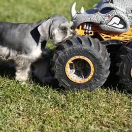 Miniature Schnauzer Puppies from Snowflake Schnauzers