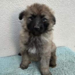 Sable Girl - Sable female German Shepherd puppy in Columbus, Mississippi from Olde Wolfe German Shepherds