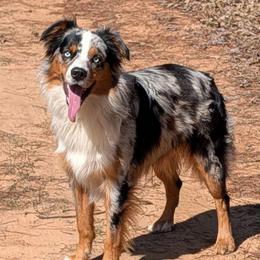 Tiger - Miniature Australian Shepherd