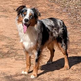 Tiger - Miniature Australian Shepherd