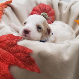 Mr. Blue - Parti male Schnoodle puppy in Leitchfield, Kentucky from Eveleigh Acres Puppies