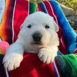 German Shepherd puppies from Twila Ruth Herot