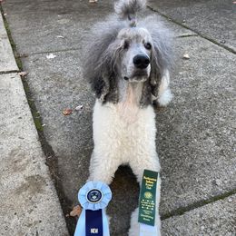 S’mores - Poodle