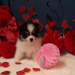 Ted - Black parti male Pomeranian puppy in Tampa, St Petersburg, Florida from Diana's Pomeranians