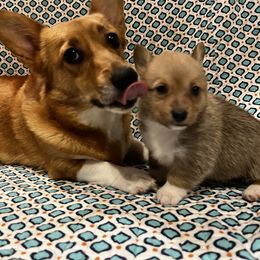 Pembroke Welsh Corgi Puppies from Camp Corgis