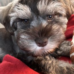 Miniature Schnauzers from Stallard’s Schnauzers- miniatures
