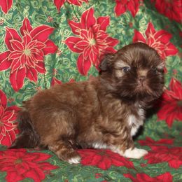 Shih Tzu Puppies from Gypsy Breeze Kennels