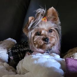 Molly - Yorkshire Terrier
