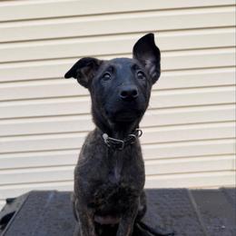 Black - Black brindle female Dutch Shepherd puppy in Auburn, Georgia from Faberge Hollandse Herdershond