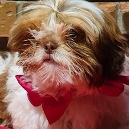Shih Tzus from Waldstube Shih Tzu