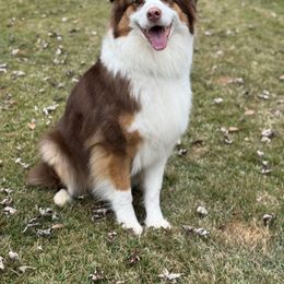 Gabi - Australian Shepherd