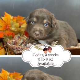 Cedar - Red tri-color male Australian Shepherd puppy in Marshall, Virginia from Greywood Farm Aussies