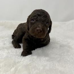 Brooks - Chocolate female Goldendoodle puppy in Calhoun, Georgia from FamilyLoved Doodles