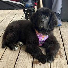 Newfoundland Puppies from Pete’s Newfies