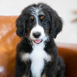 Lamb - male Australian Mountain Doodle puppy in Lafayette, Missouri from Brick House Farm Doodles