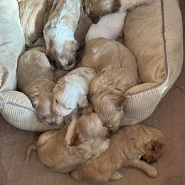 Girl 6 - Australian Labradoodle puppy in Missouri from Sweet Maple Labradoodles, LLC