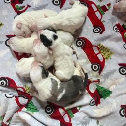 Belle (Liberty bell) - Badger female Colorado Mountain Dog puppy in Colorado Springs, Colorado from Sharp Guardians and Goldens