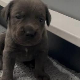 Bubbles - Gray female Cane Corso puppy in San Isidro, Texas from MTZCC Ranch, LLC