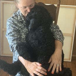 Poodle All Grown Up from Jumelage Standard Poodles
