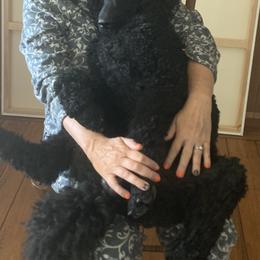 Poodle All Grown Up from Jumelage Standard Poodles