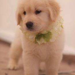 Female assigned to you - Golden female Golden Retriever puppy in Lemoore, California from UnrivaledGoldens