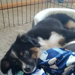 Miniature Australian Shepherd All Grown Up from Klatt's Mini Aussie's