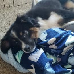 Miniature Australian Shepherd All Grown Up from Klatt's Mini Aussie's