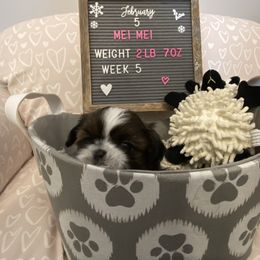 Shih Tzu Puppies from Calta’s Cute Shih Tzus