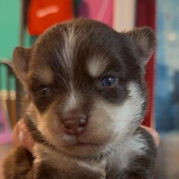 Candy - Red and white female Pomsky puppy in Spring Hill, Florida from PDQ Pomskies