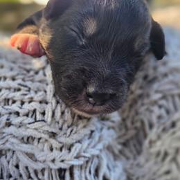 Raven - Black tri-color female Australian Shepherd puppy in Salem, Oregon from Steady Aim Aussies