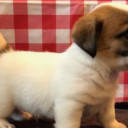 Russell Terriers from Debbie Dial's Russell Terriers