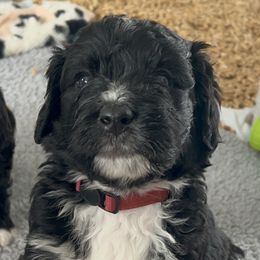 Bernedoodles from Beckett’s Bernedoodles