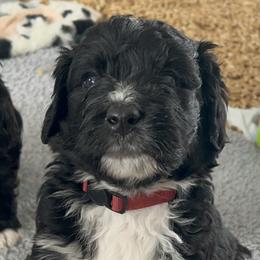 Bernedoodles from Beckett’s Bernedoodles
