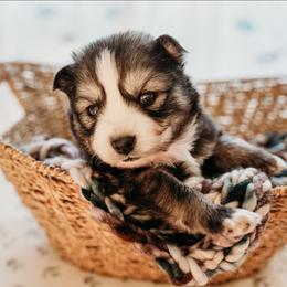 Agate - Wolf sable female Pomsky puppy in Mc Callsburg, Iowa from SZ Rolling Acres LLC