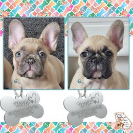French Bulldog puppies from Ioney's Southern Paws Shelties, Frenchies, and Yorkies