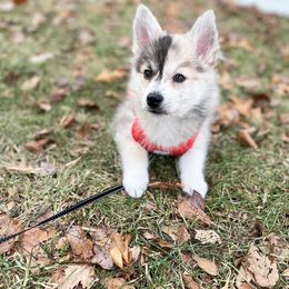 Pomsky Puppies from Ocean State Pomskies