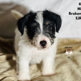 Kai - Tri-color male Russell Terrier puppy in Lufkin, Texas from Dixie-Rose JRT