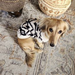 Izzie - Dachshund
