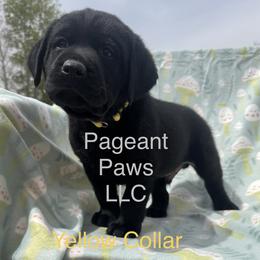 Yellow collar - Black male Labrador Retriever puppy in Edgewood, New Mexico from Pageant Paws LLC