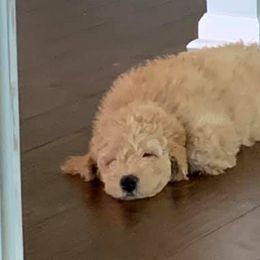 Goldendoodles and Poodles from Loyal Companions of America