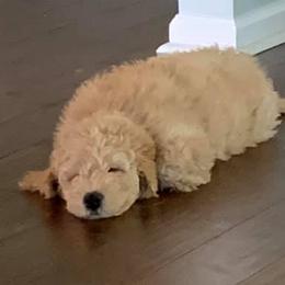 Goldendoodles and Poodles from Loyal Companions of America