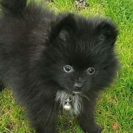 Pomeranians from Raveno Poms