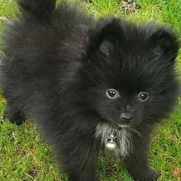 Pomeranians from Raveno Poms