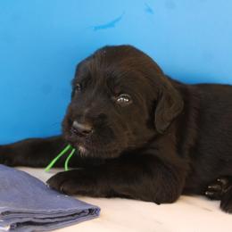 Green collar - Black male Labradoodle puppy in Apache Junction, Arizona from Loving Doodle